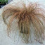 Bronzina Grass
