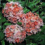 Lychnis Chalcedonica Dusky Salmon