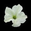Petunia Monster White