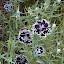 Dianthus Velvet N Lace