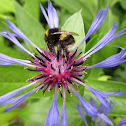 bumblebee