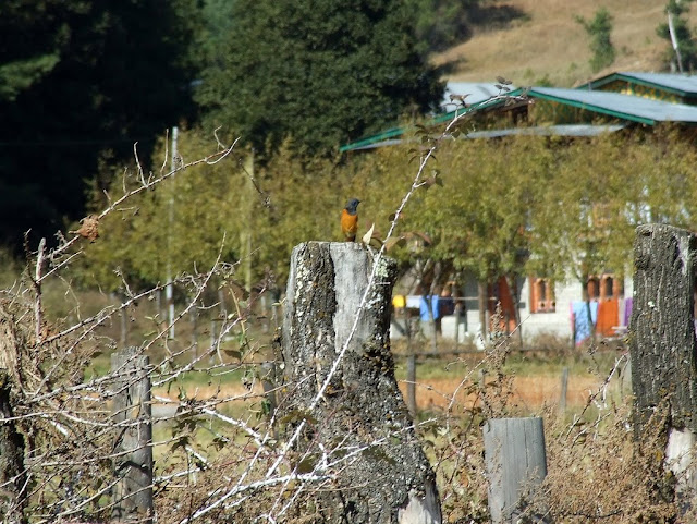 9 дней в Королевстве Громового Дракона, ноябрь 2009 (фото)