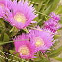 Hottentot Fig, Mittagsblume