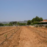 arboles-pequenos.JPG