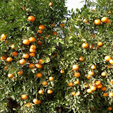 mandarinas2.jpg