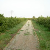 arboles-grandes8.JPG