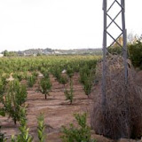arboles-pequenos7.JPG