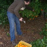 cogiendo-naranjas.JPG