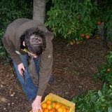 cogiendo-naranjas2.JPG