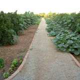 hort1.jpg