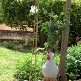 gallina.jpg
