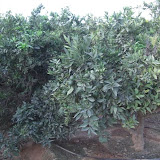 cimg0710.jpg