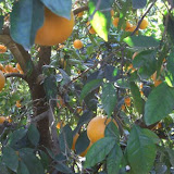 naranjas14.jpg