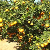 mandarinas9.jpg