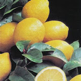 limones4.jpg