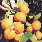 mandarinas1.jpg