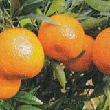 mandarinas3.jpg