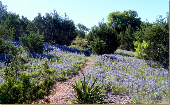 2010-04-24 - TX, Fredericksburg - Bluebonnets & Spring Flowers - 1045