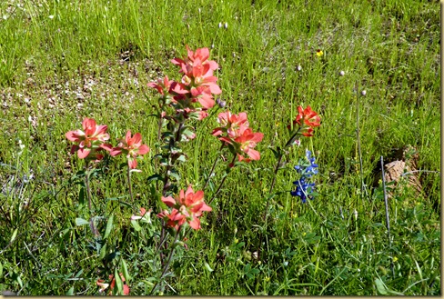 2010-04-24 - TX, Fredericksburg - Bluebonnets & Spring Flowers - 1009