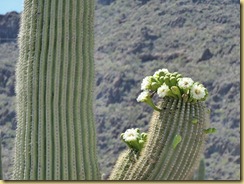 2011-04-21 -3- AZ, Organ Pipe Cactus National Monument (21)