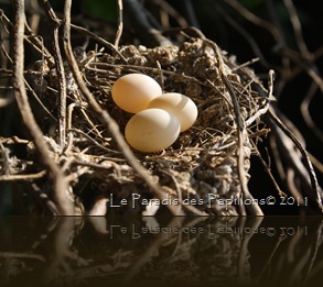 IMG_4325 IMG_4325