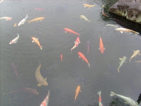 Koi!