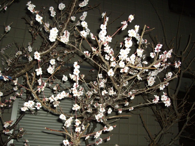 [IMGP07632.jpg]