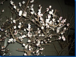 IMGP0763