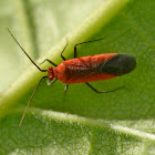Plant bug