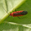 Plant bug