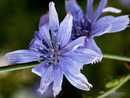 [cikoria_20100718_nO_4[2].jpg]