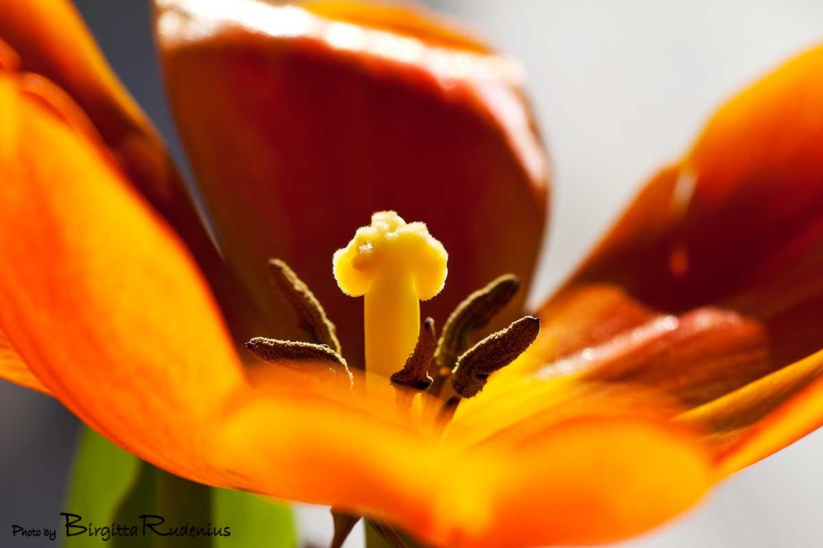 [macro_20110130_mO_tulip1[2].jpg]