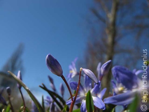 sky_20110407_scilla2