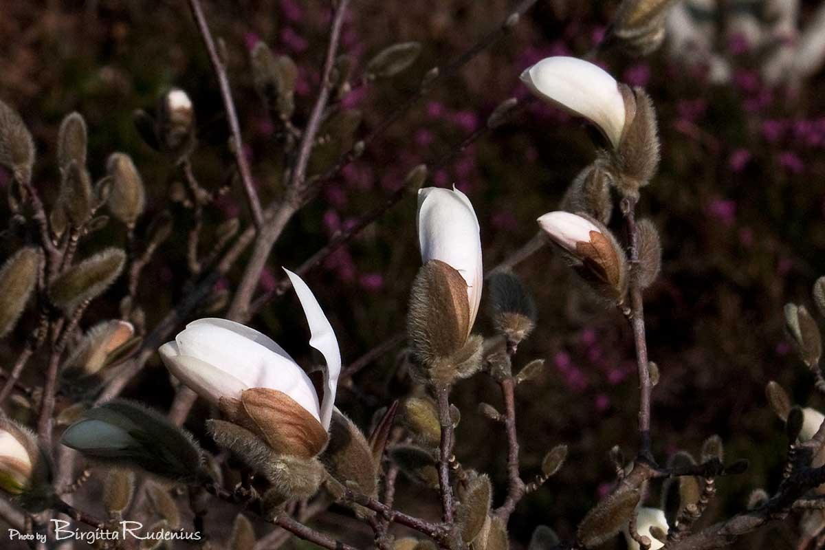 [137_20110415_magnolia[2].jpg]