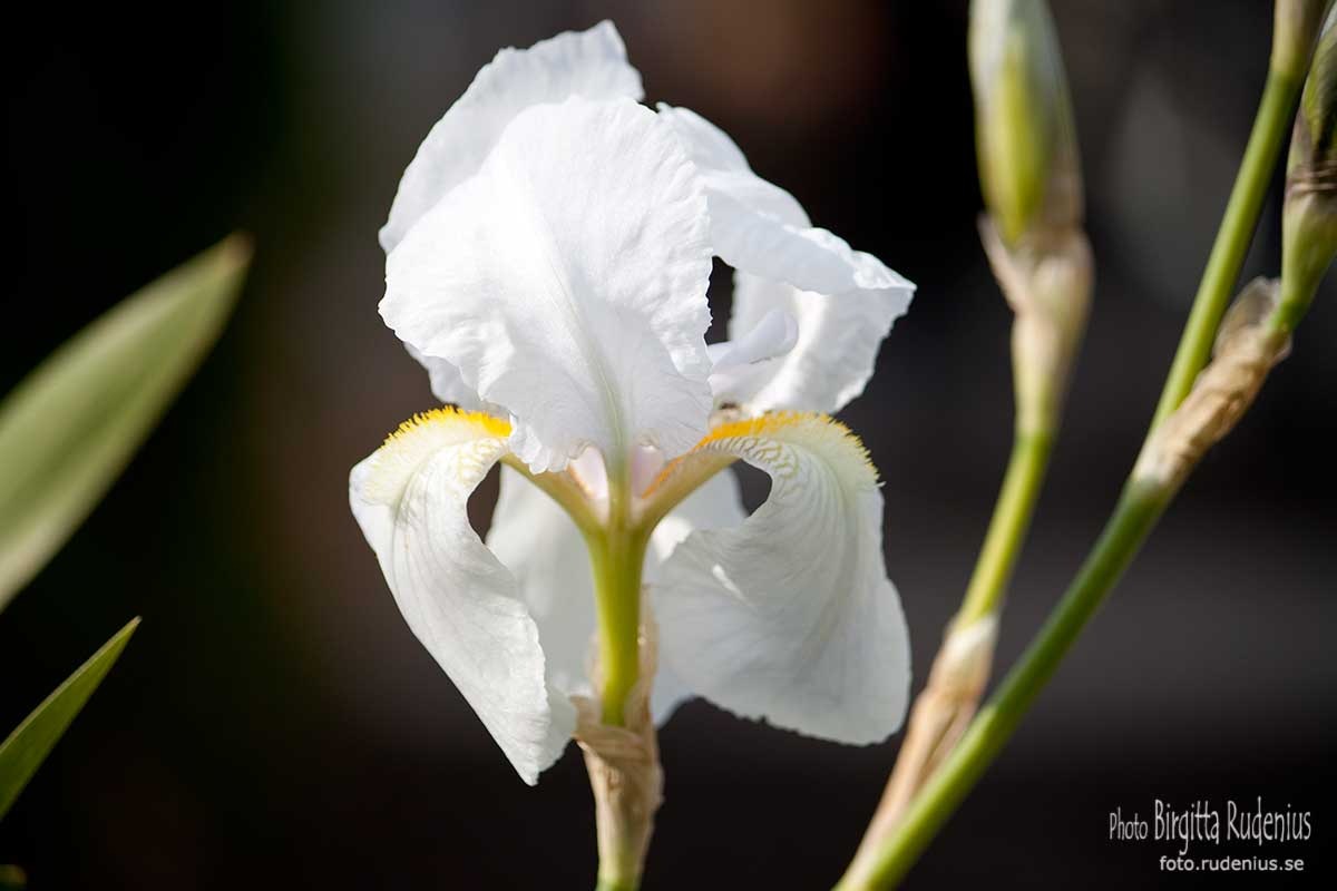 [buda_20110430_white1[2].jpg]