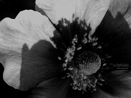 blom_20110514_shadowBW