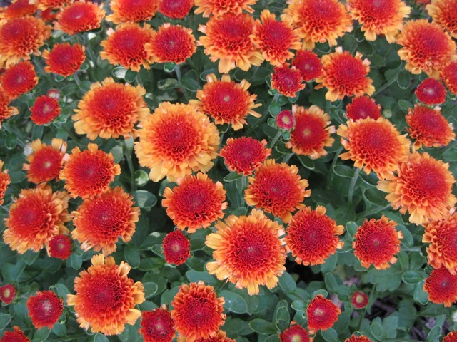 [yard fall (4)[12].jpg]