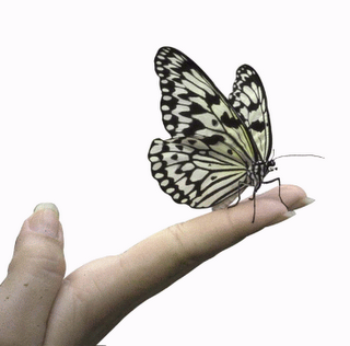 [borboleta[1].png]