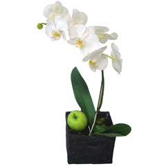 Orquidea Orquidea
