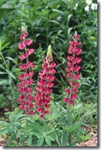 Lupinus