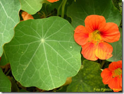 Capuchina, Tropaeolum majus