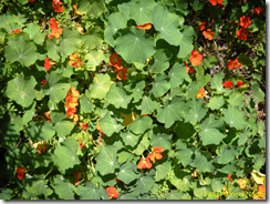 Capuchina, Tropaeolum majus