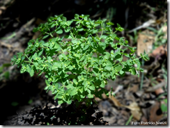 Euphorbia peplus