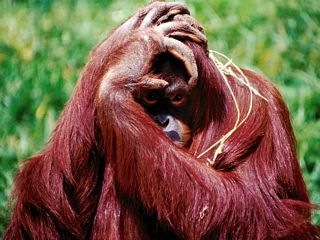 [confused_monkey-med[2].jpg]