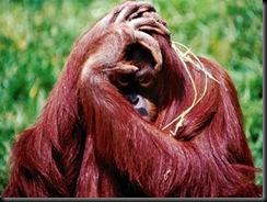 confused_monkey-med