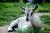 DSC_1981.jpg