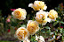 DSC_2021.jpg