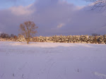 IMGP4250.JPG