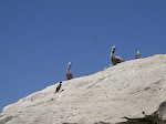 Brown pelican and a cormorant sharing the rock.
