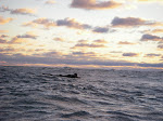 IMGP3939.JPG